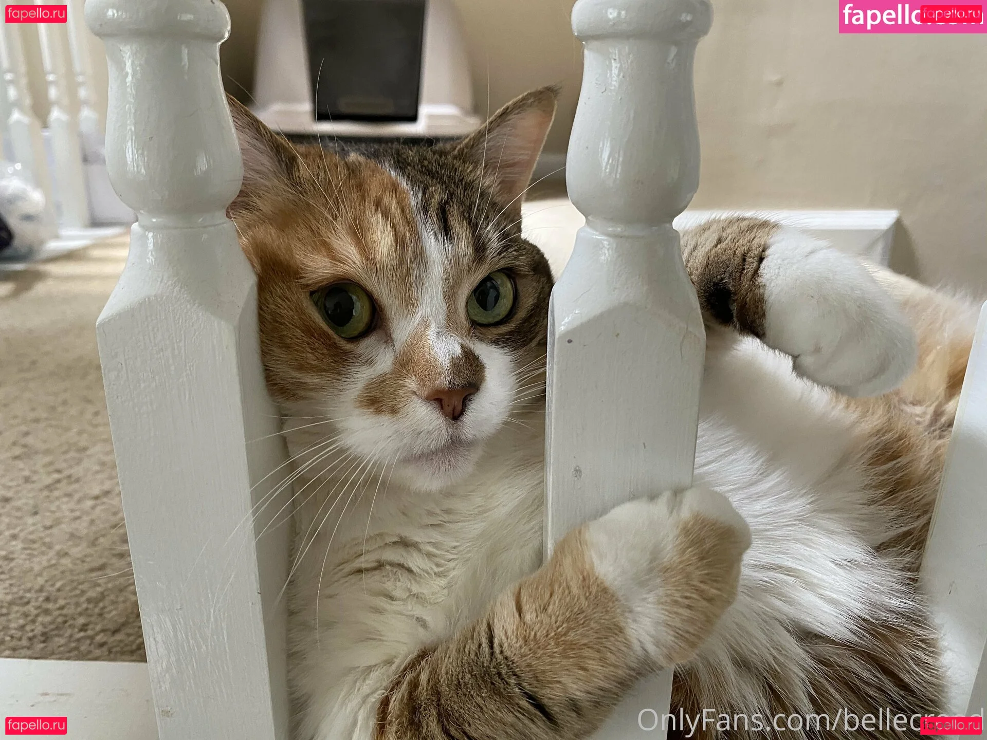 bellecreed Onlyfans Photo Gallery 