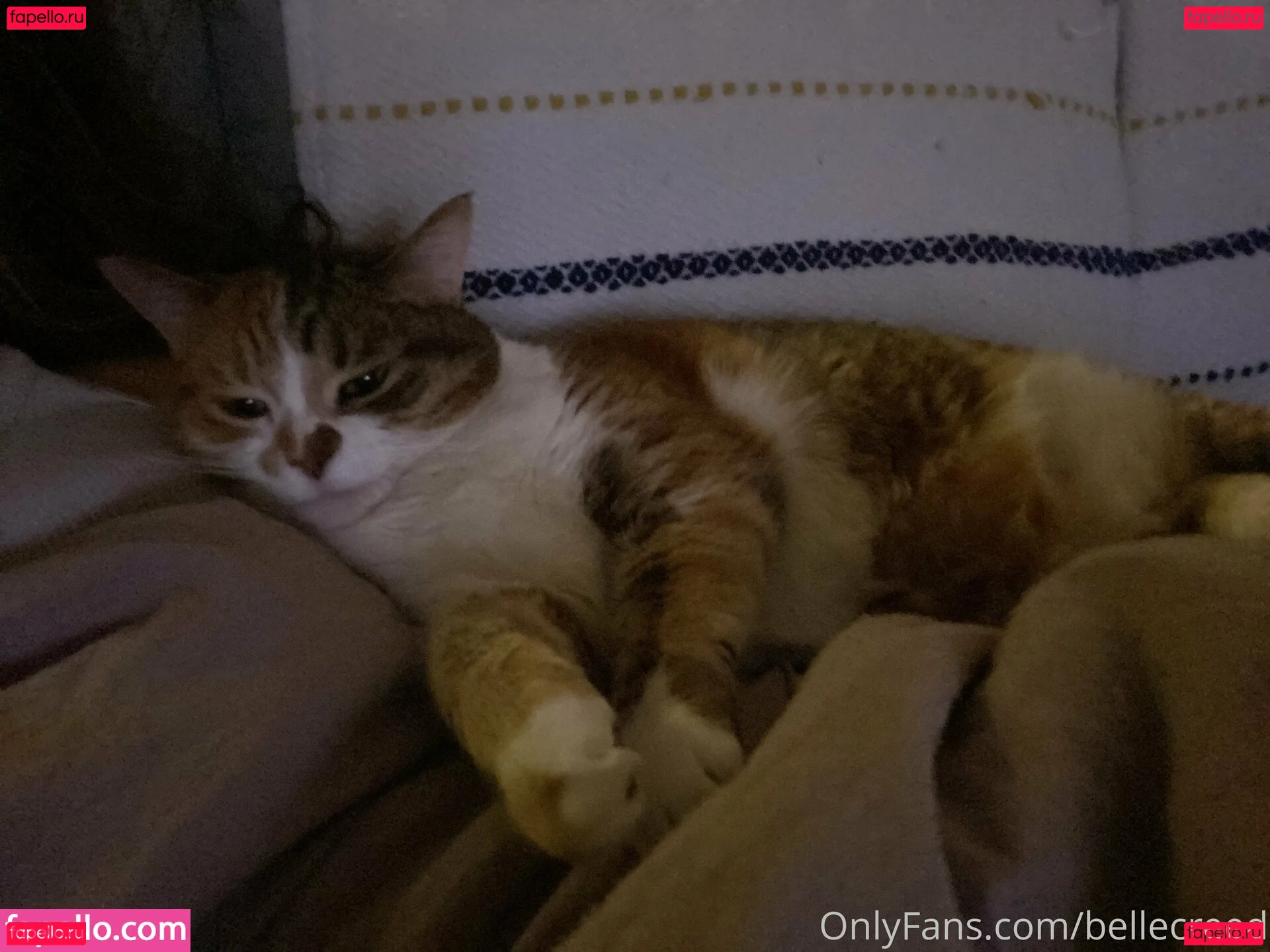 bellecreed Onlyfans Photo Gallery 