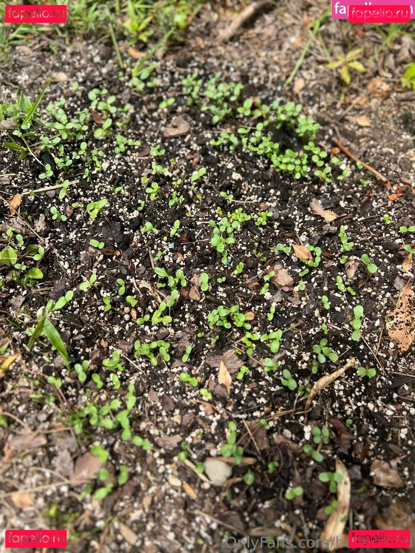 bellecreed Onlyfans Photo Gallery 