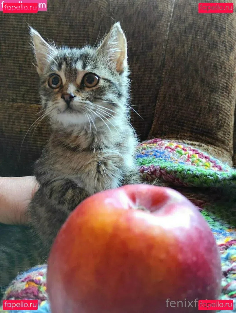 Fenix Fatalist Onlyfans Photo Gallery 