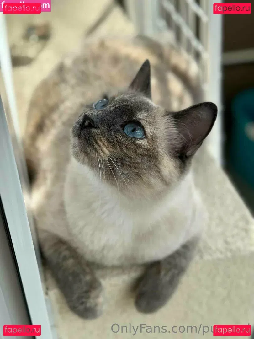 purmari Onlyfans Photo Gallery 