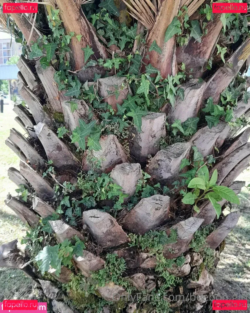 beeboo.girl Onlyfans Photo Gallery 