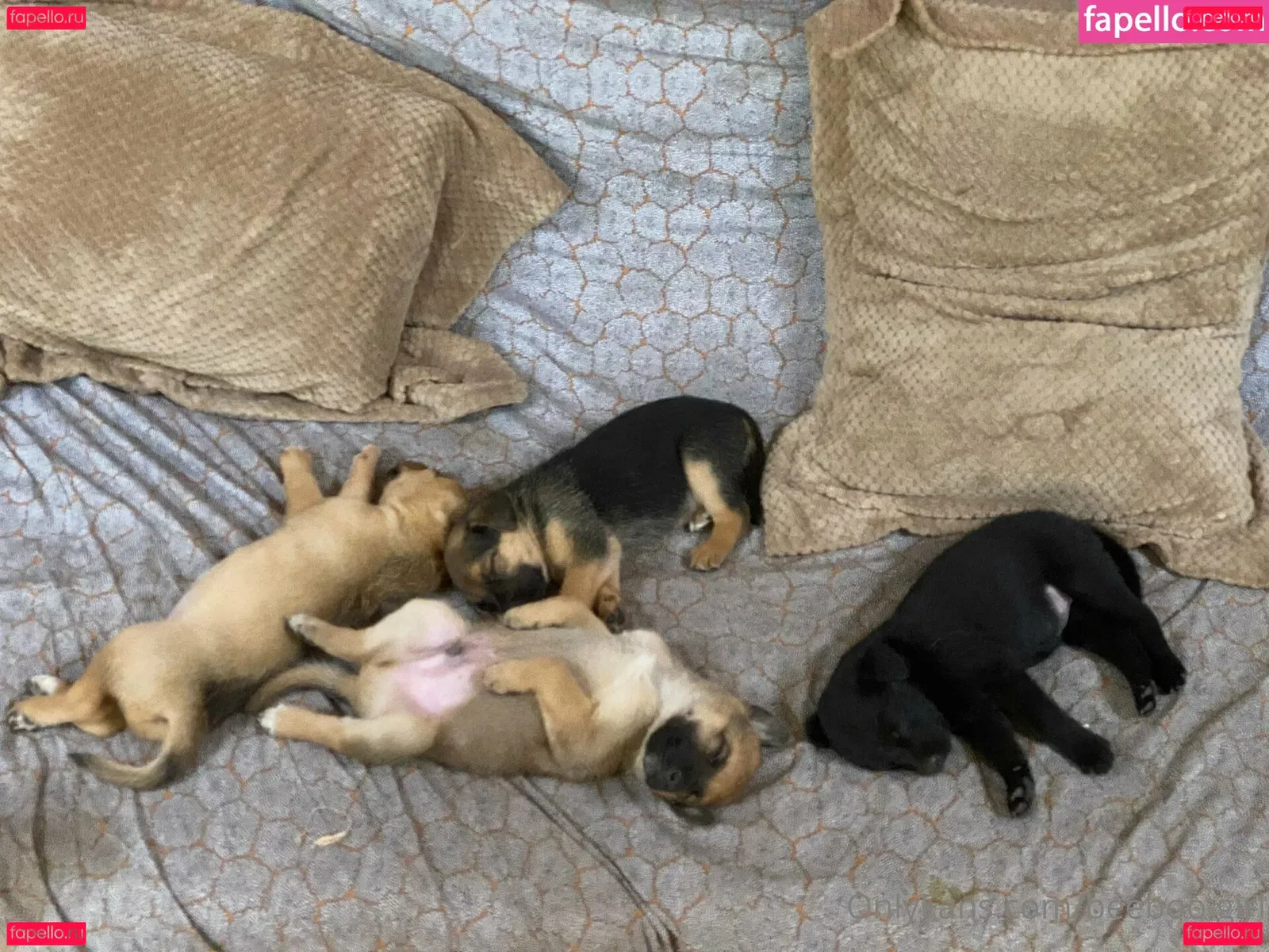 beeboo.girl Onlyfans Photo Gallery 