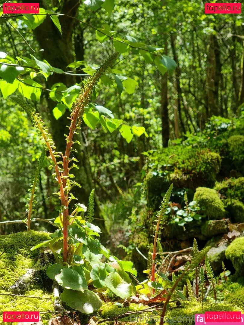 beeboo.girl Onlyfans Photo Gallery 