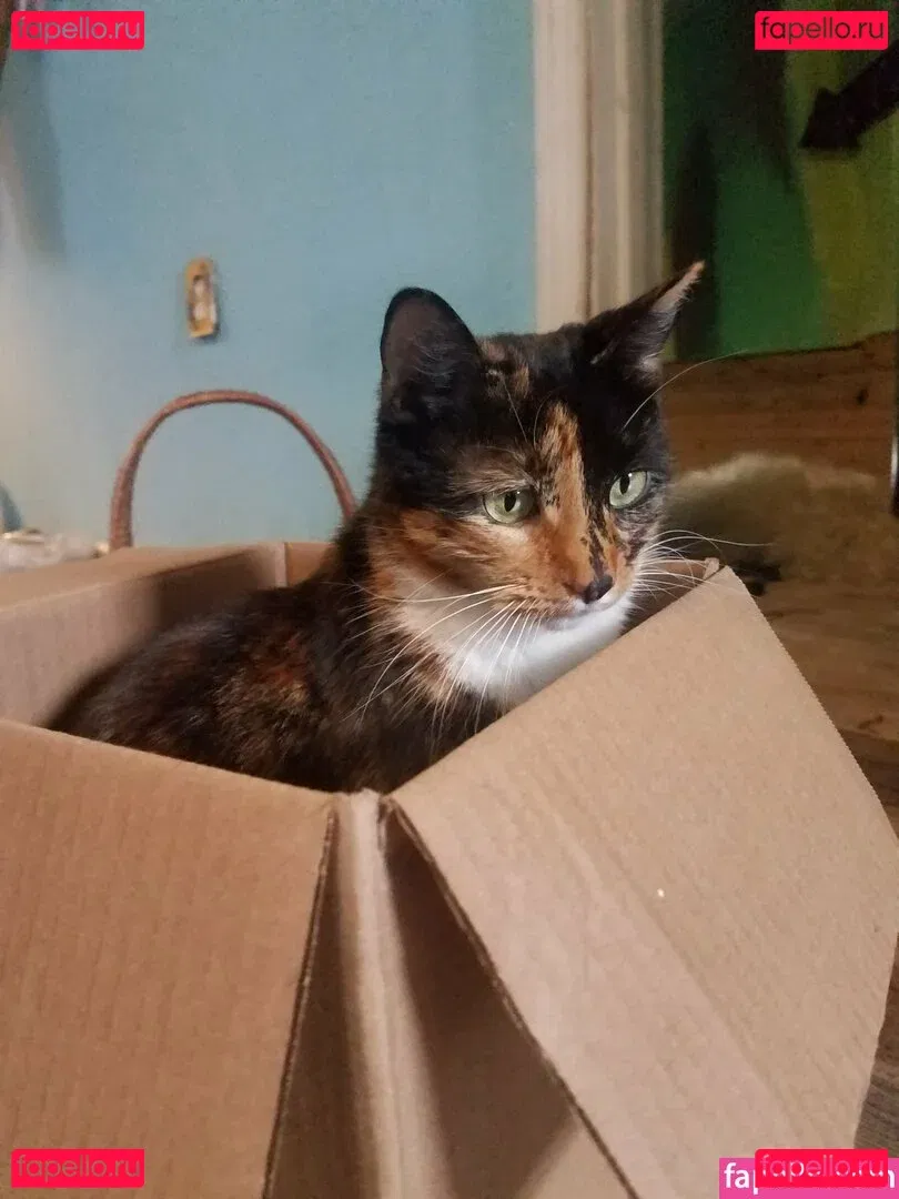 katcalico Onlyfans Photo Gallery 