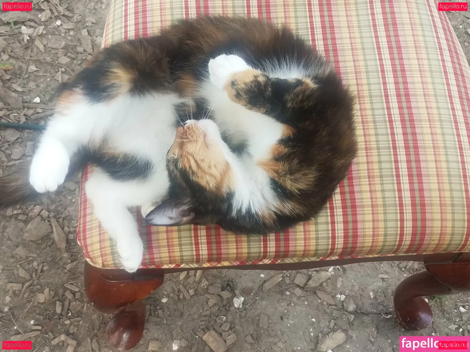 katcalico Onlyfans Photo Gallery 