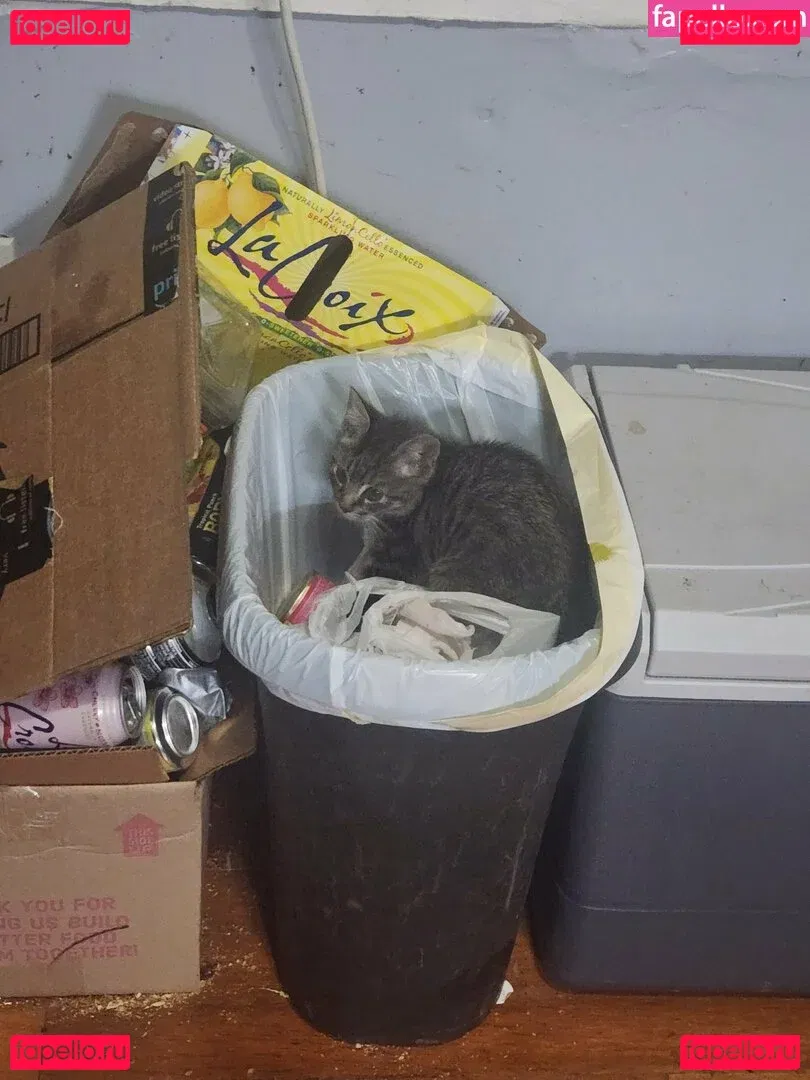 katcalico Onlyfans Photo Gallery 