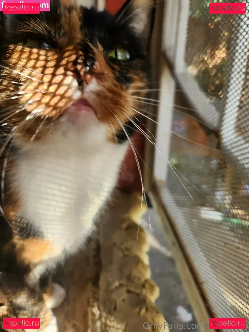 katcalico Onlyfans Photo Gallery 