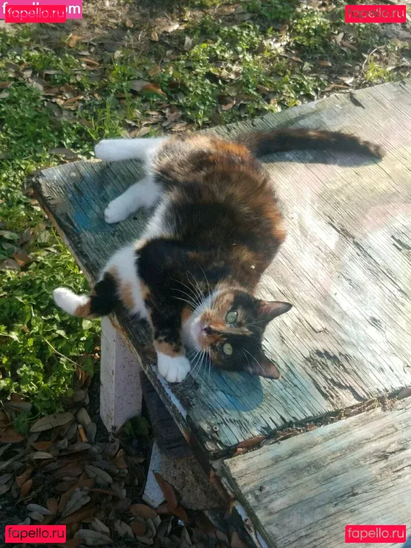 katcalico Onlyfans Photo Gallery 