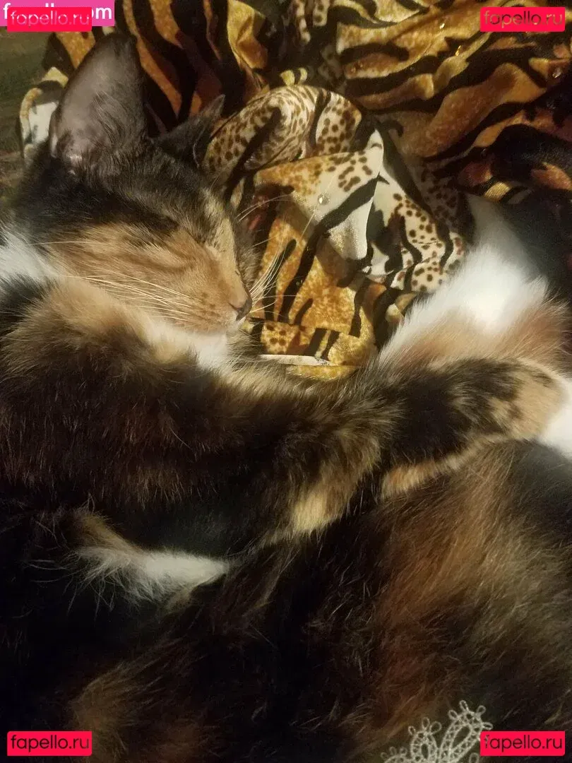 katcalico Onlyfans Photo Gallery 