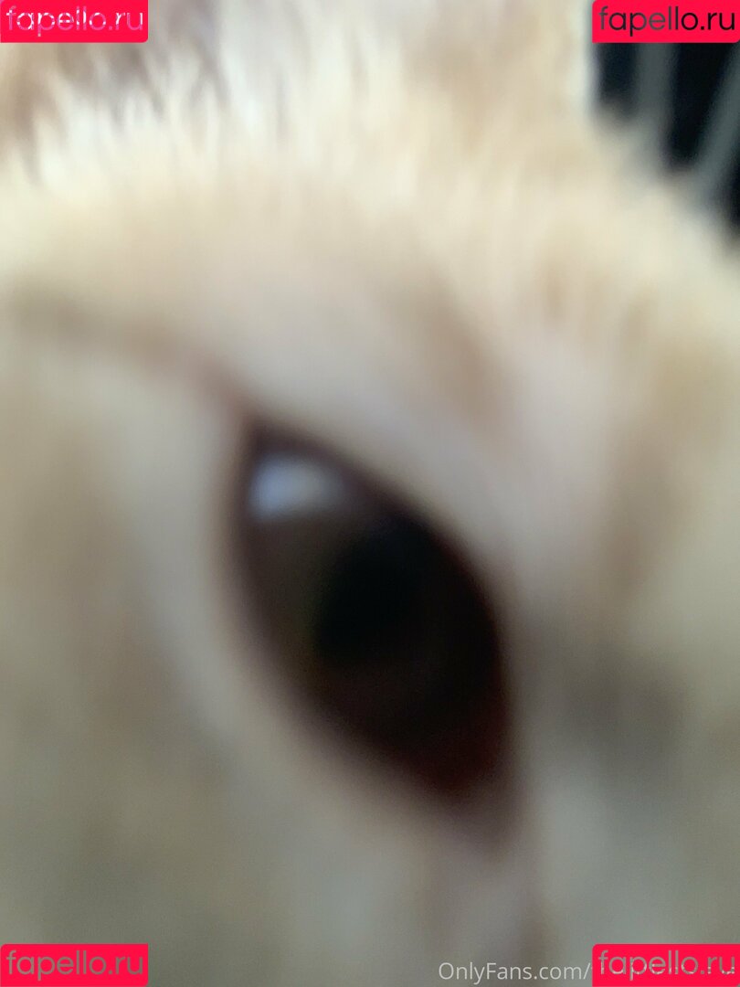 thelittlestslave Onlyfans Photo Gallery 