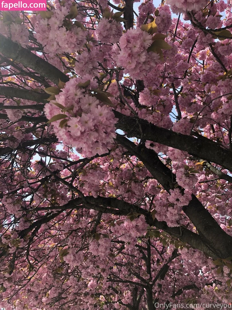 femdom Onlyfans Photo Gallery 