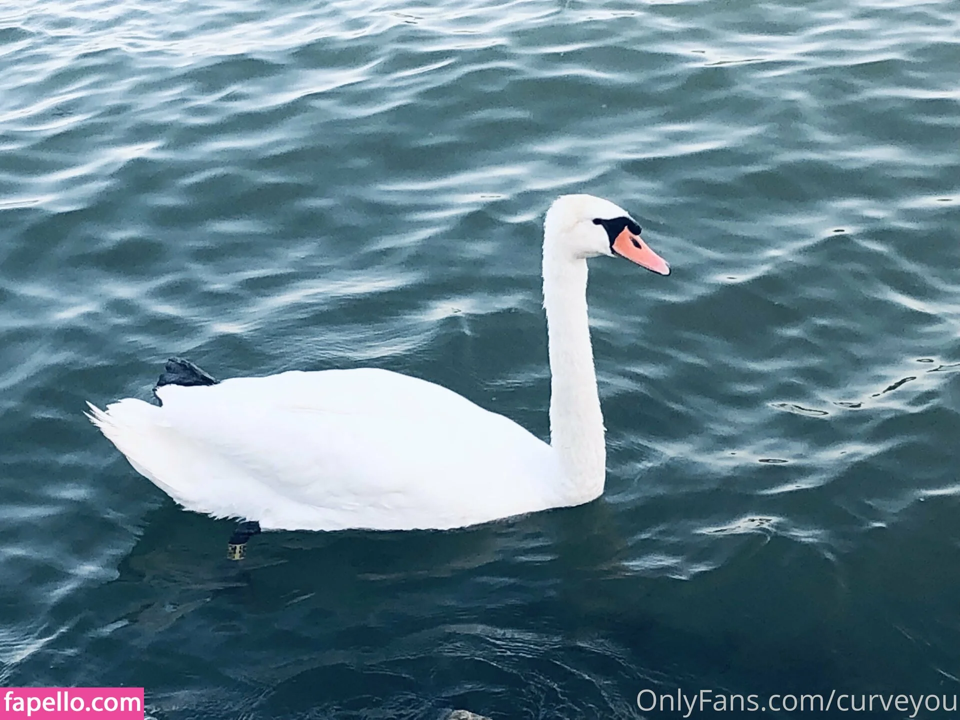 femdom Onlyfans Photo Gallery 