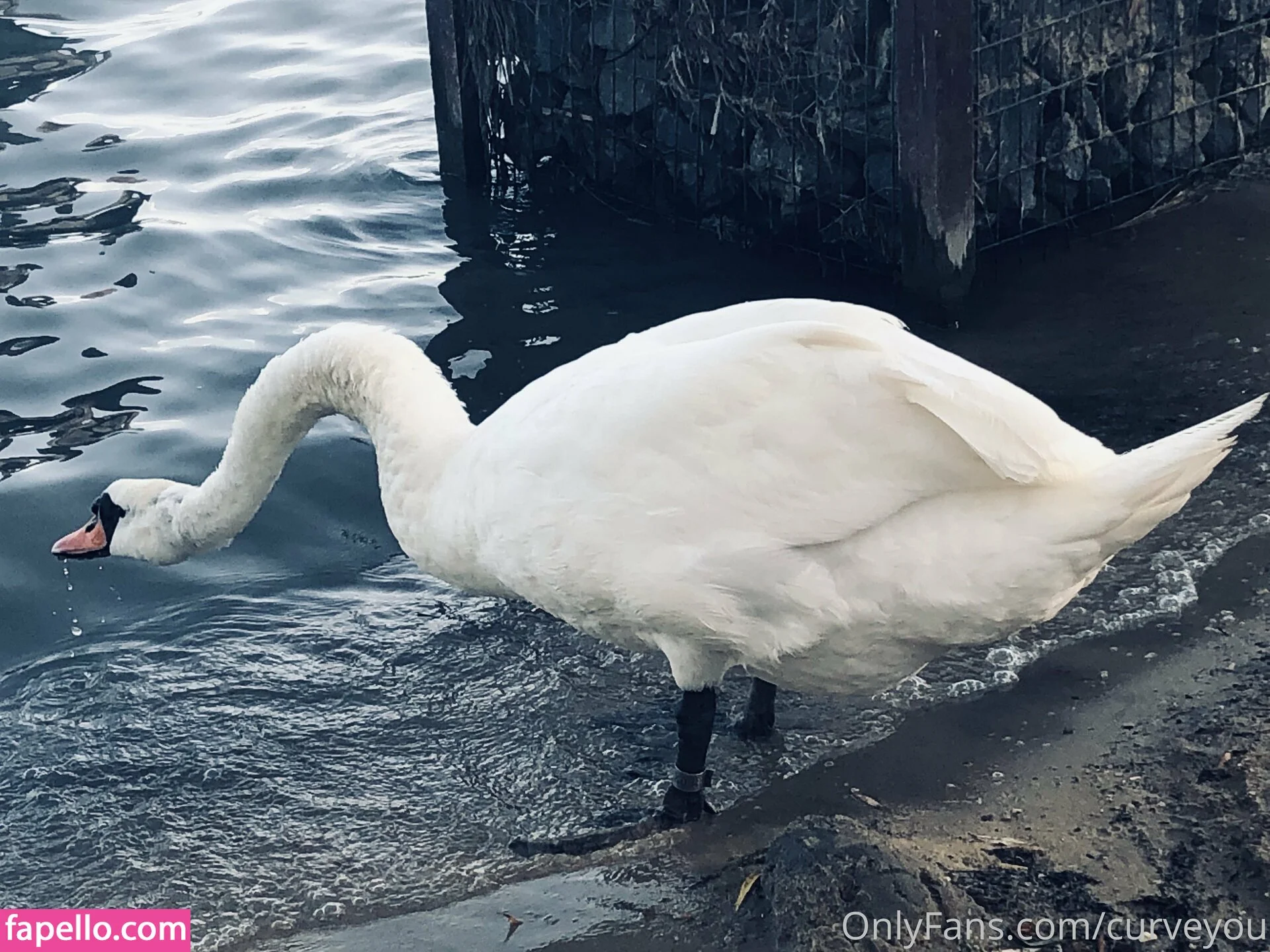 femdom Onlyfans Photo Gallery 