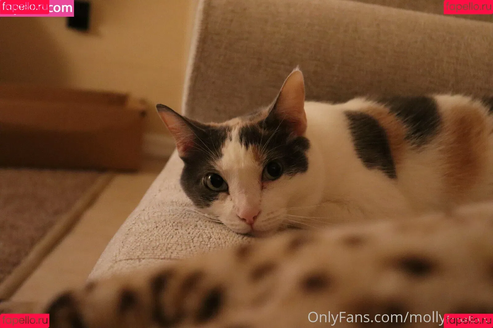 mollymaeve Onlyfans Photo Gallery 