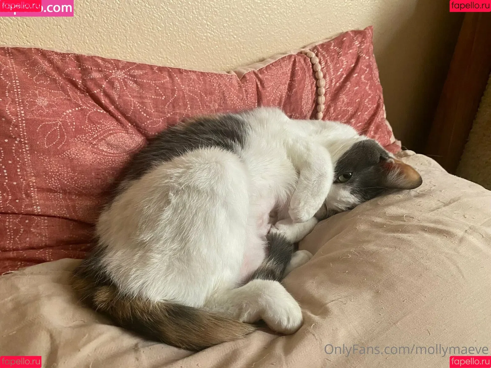 mollymaeve Onlyfans Photo Gallery 
