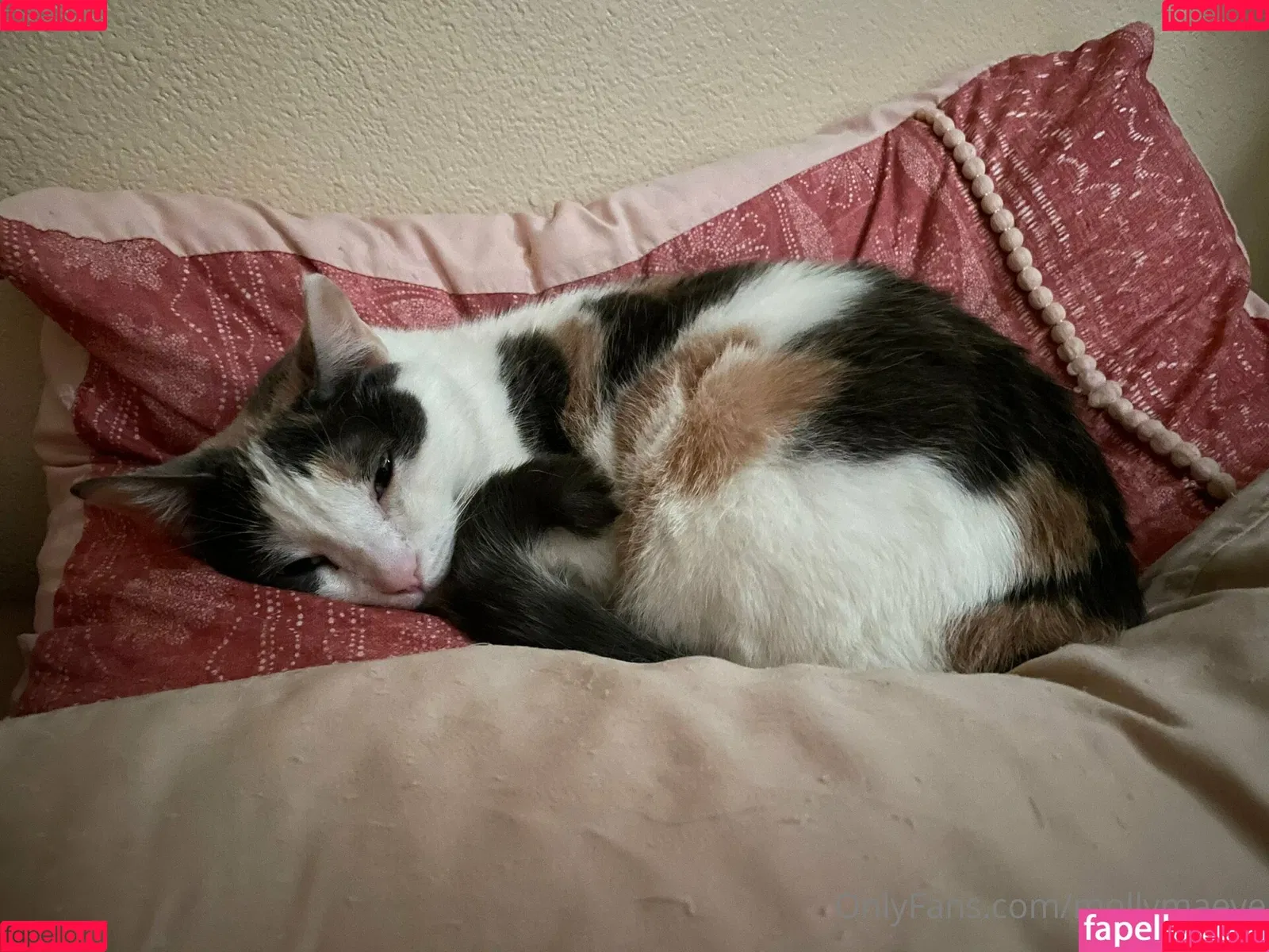 mollymaeve Onlyfans Photo Gallery 