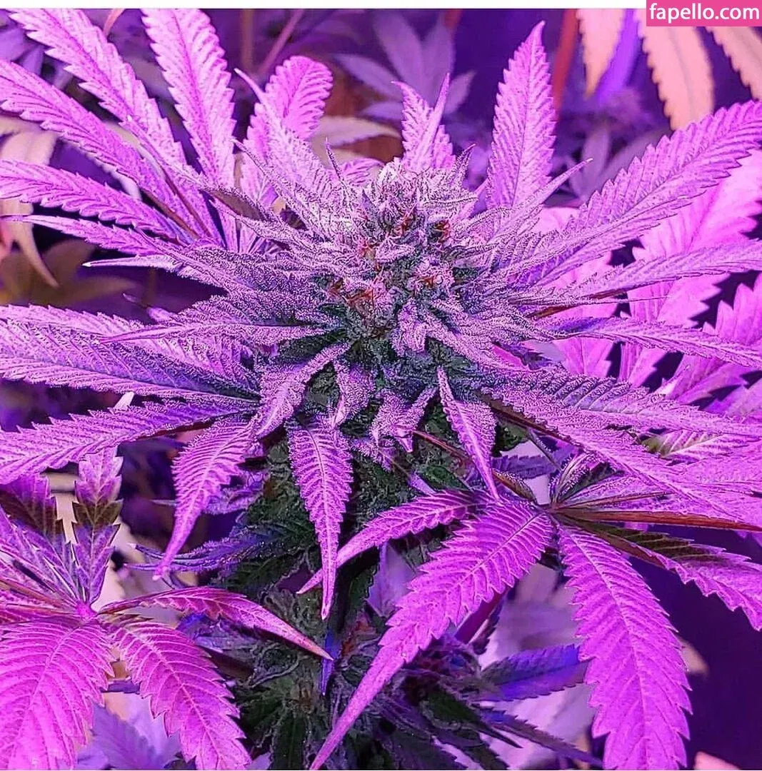 Resha Antony Onlyfans Photo Gallery 