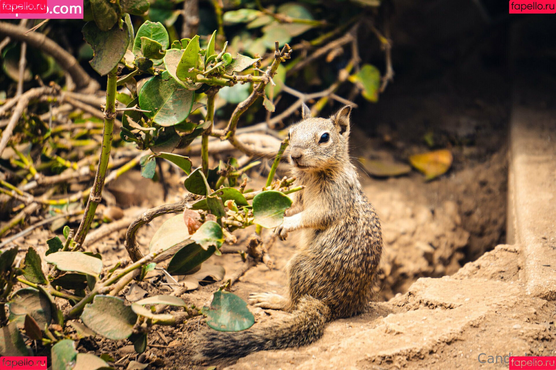 candy-lane Onlyfans Photo Gallery 