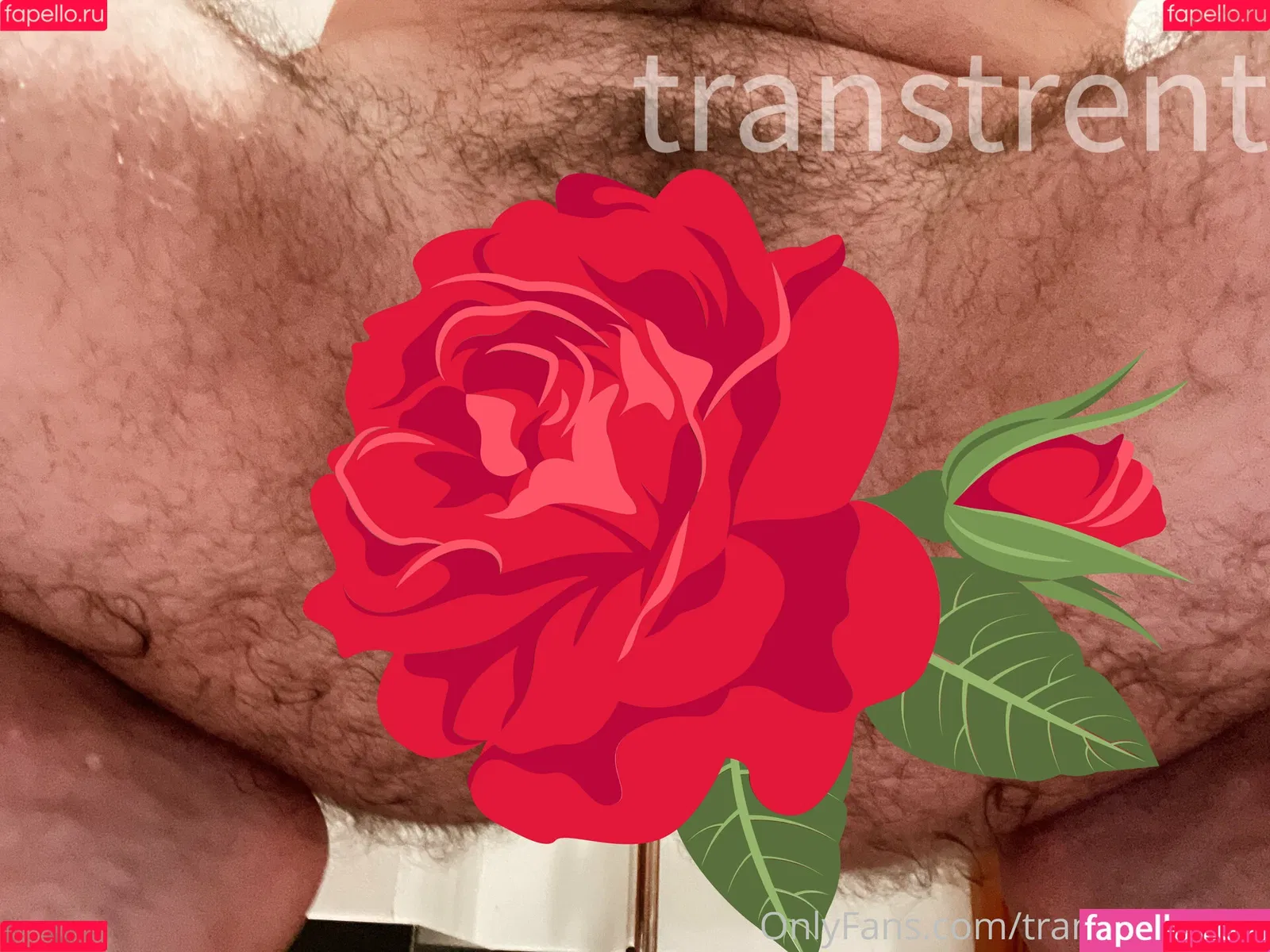 transtrentfree Onlyfans Photo Gallery 