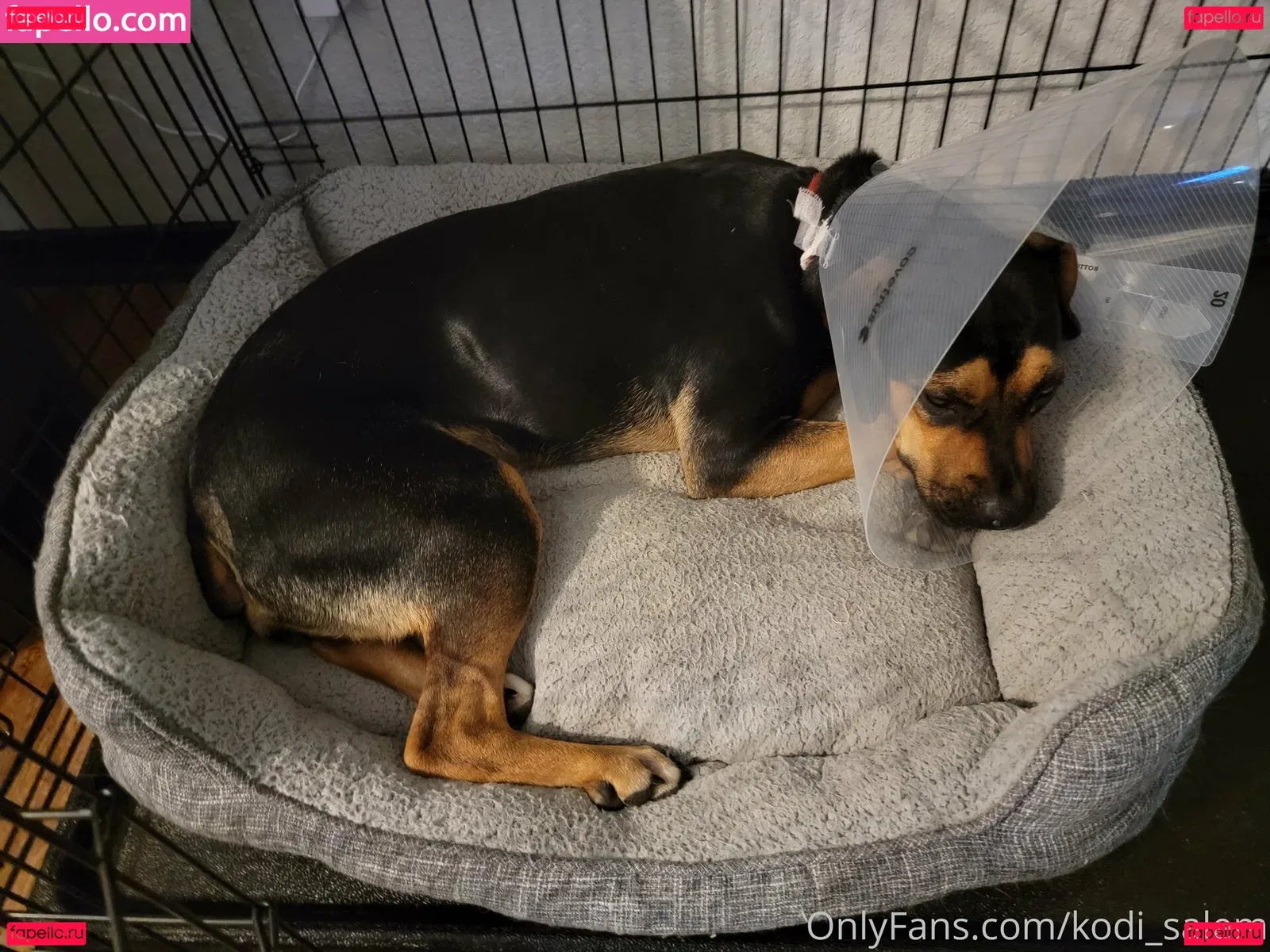 kodi_salem Onlyfans Photo Gallery 