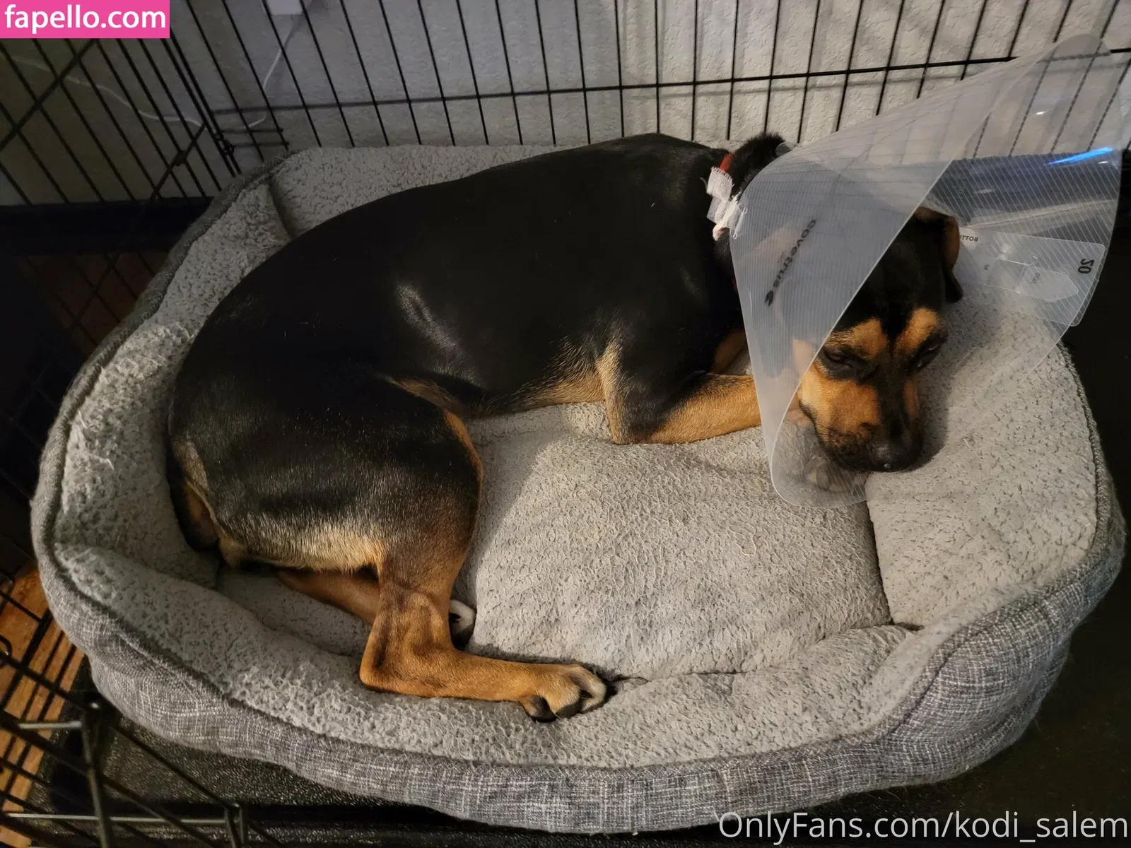 kodi_salem Onlyfans Photo Gallery 