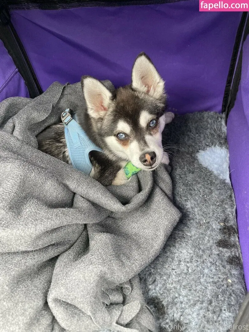 freefrost Onlyfans Photo Gallery 