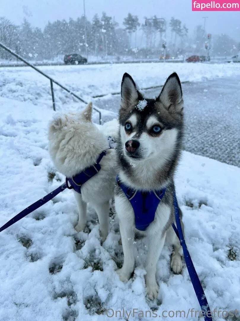 freefrost Onlyfans Photo Gallery 