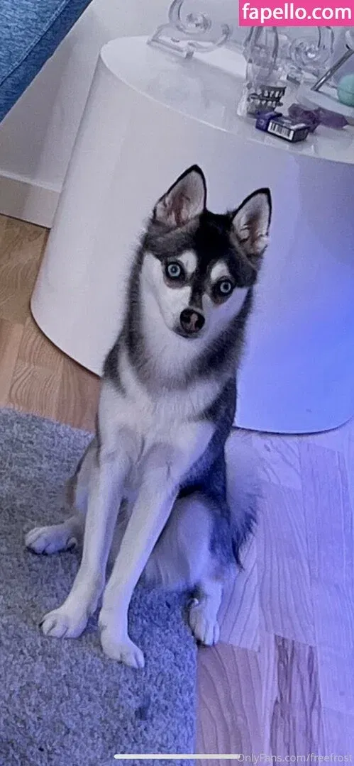 freefrost Onlyfans Photo Gallery 