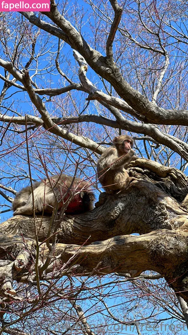 freefrost Onlyfans Photo Gallery 