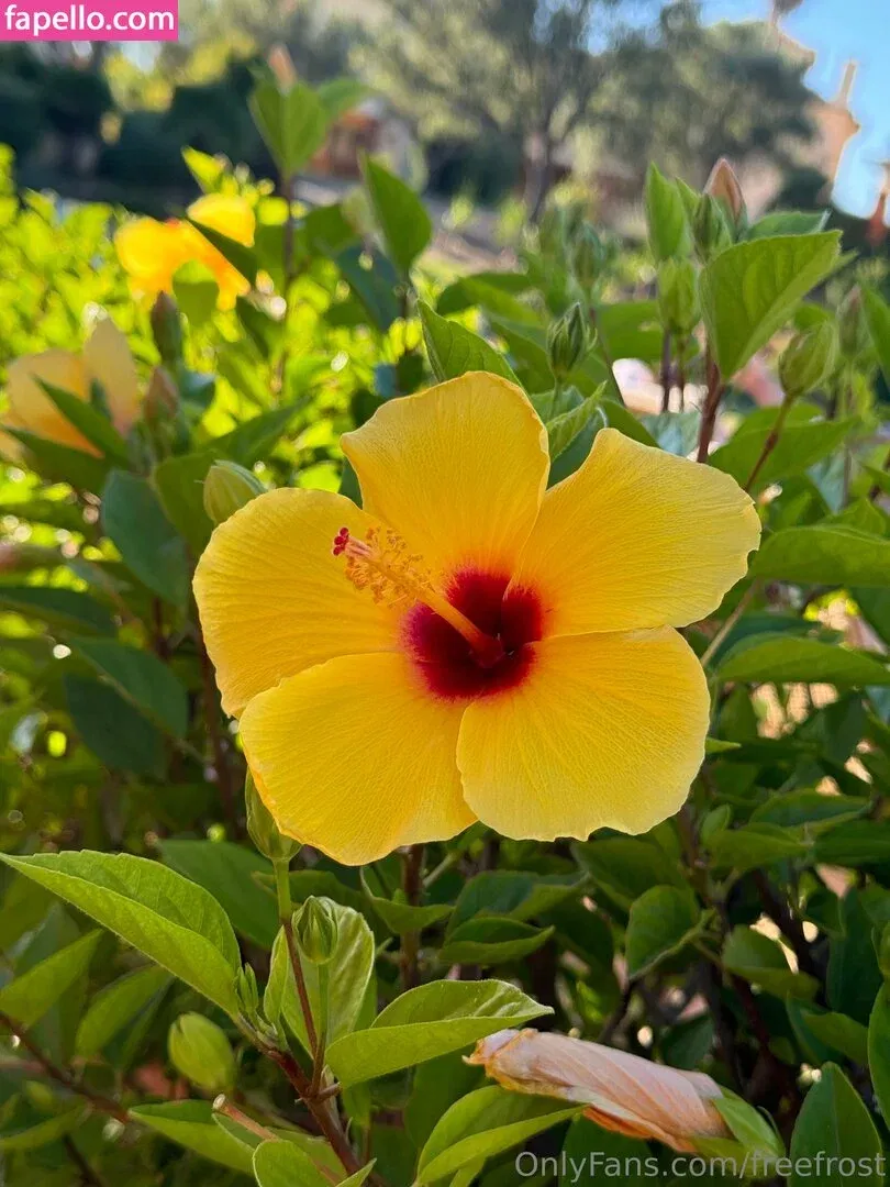 freefrost Onlyfans Photo Gallery 