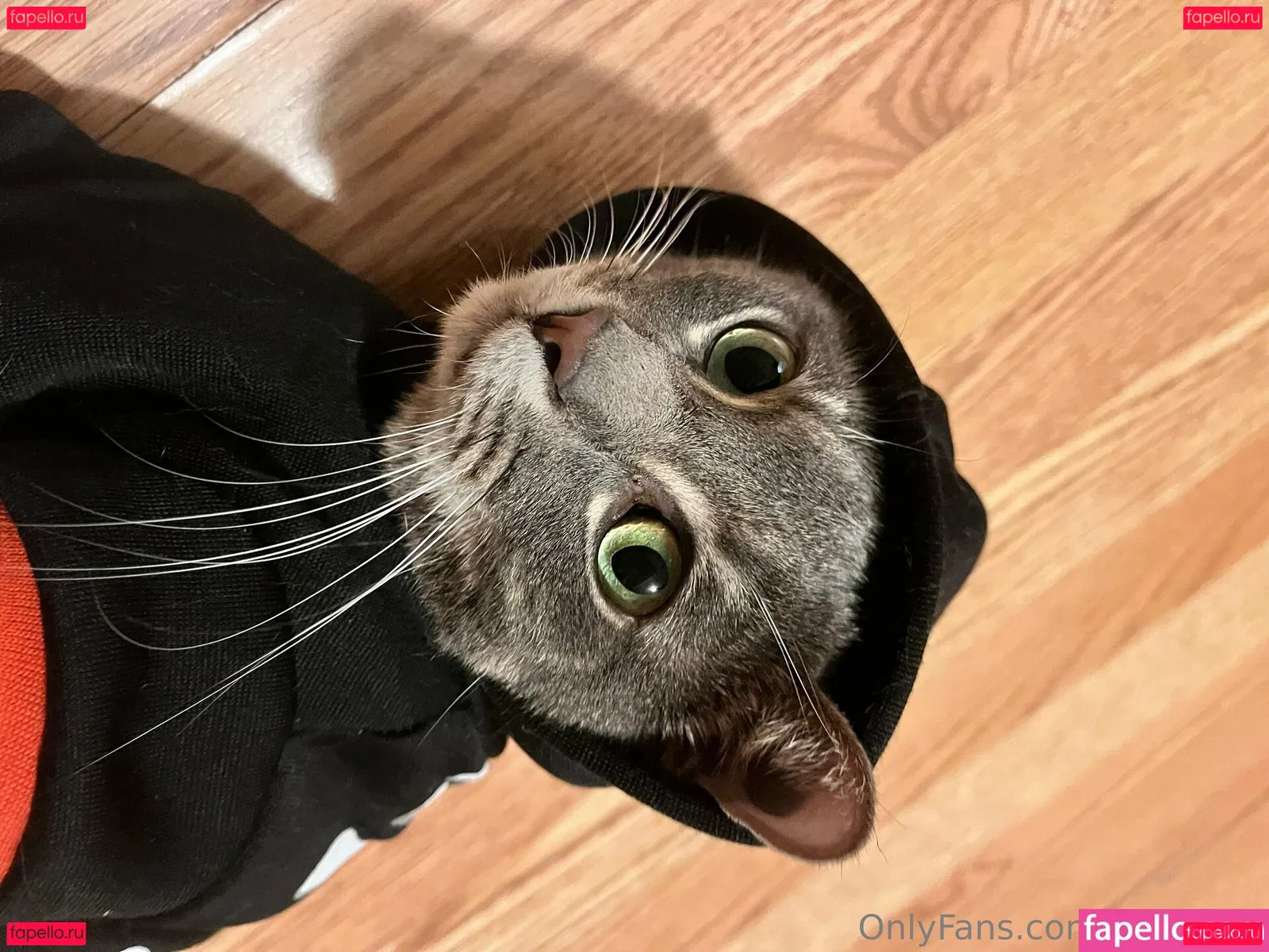 holyheck Onlyfans Photo Gallery 