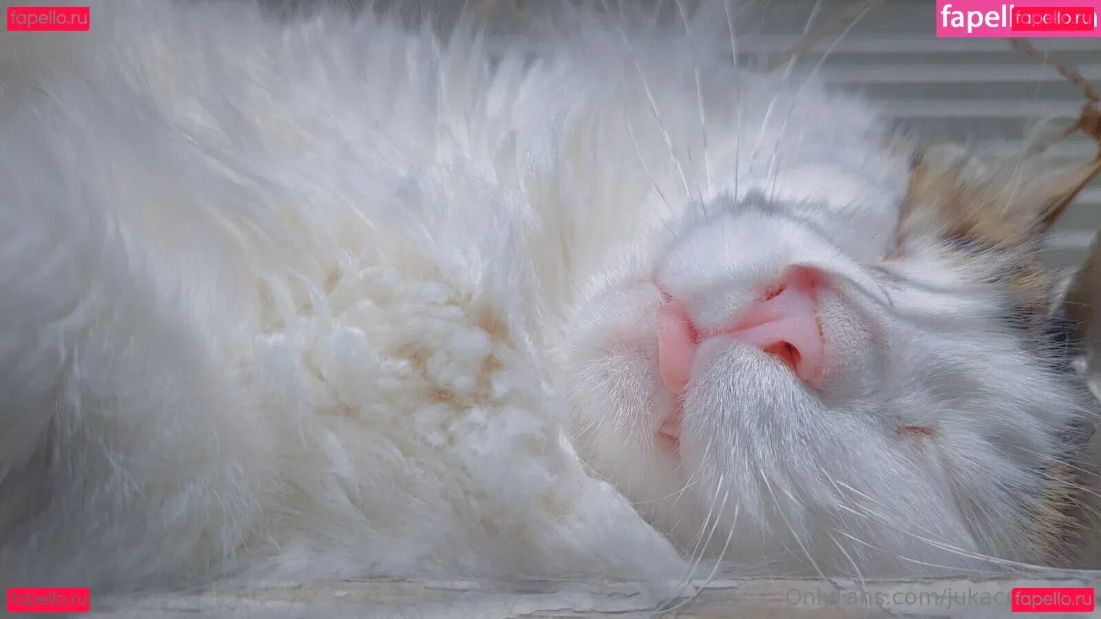 jukacrasoves Onlyfans Photo Gallery 