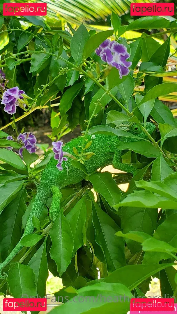 heathercarolin Onlyfans Photo Gallery 