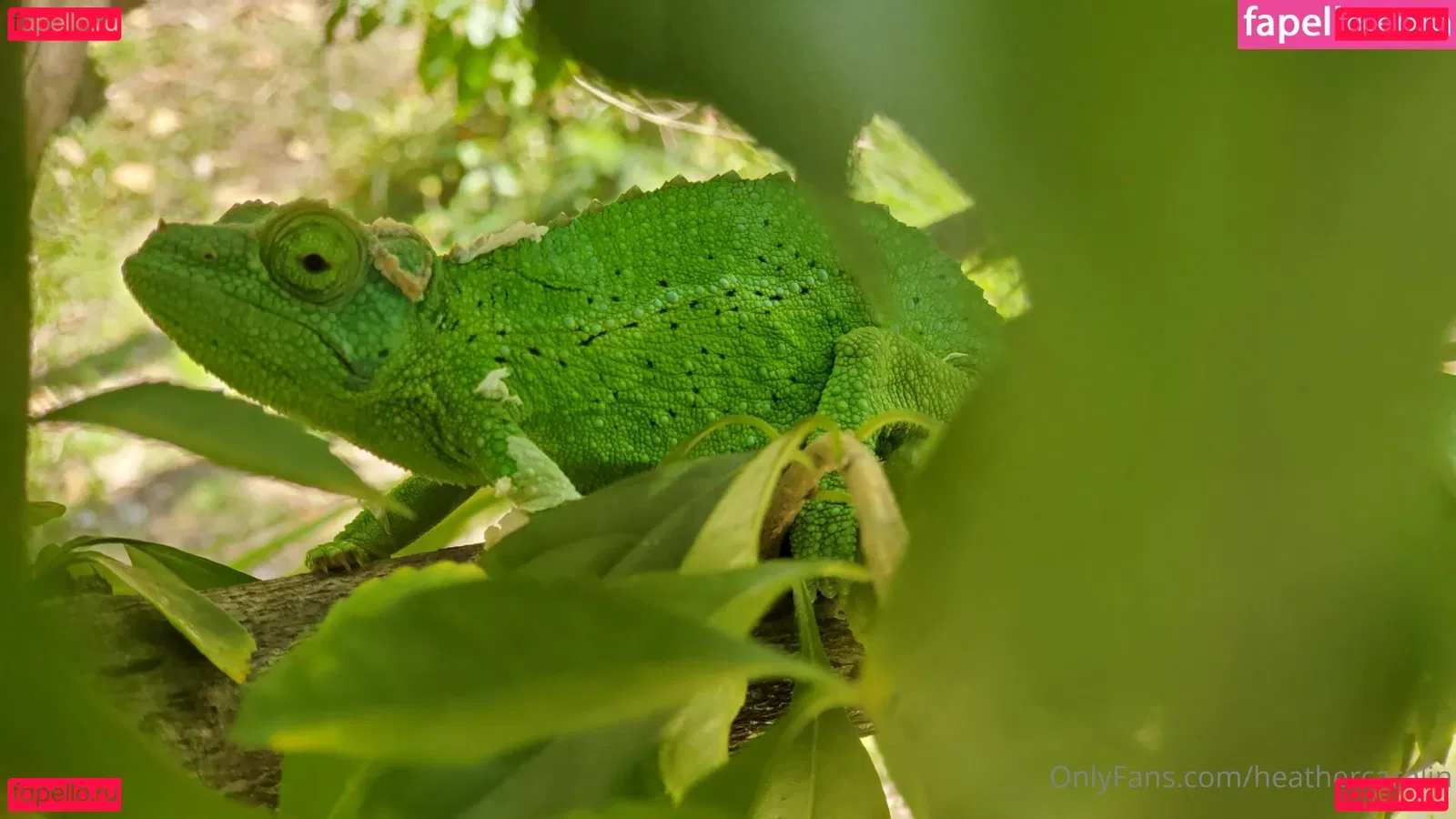 heathercarolin Onlyfans Photo Gallery 