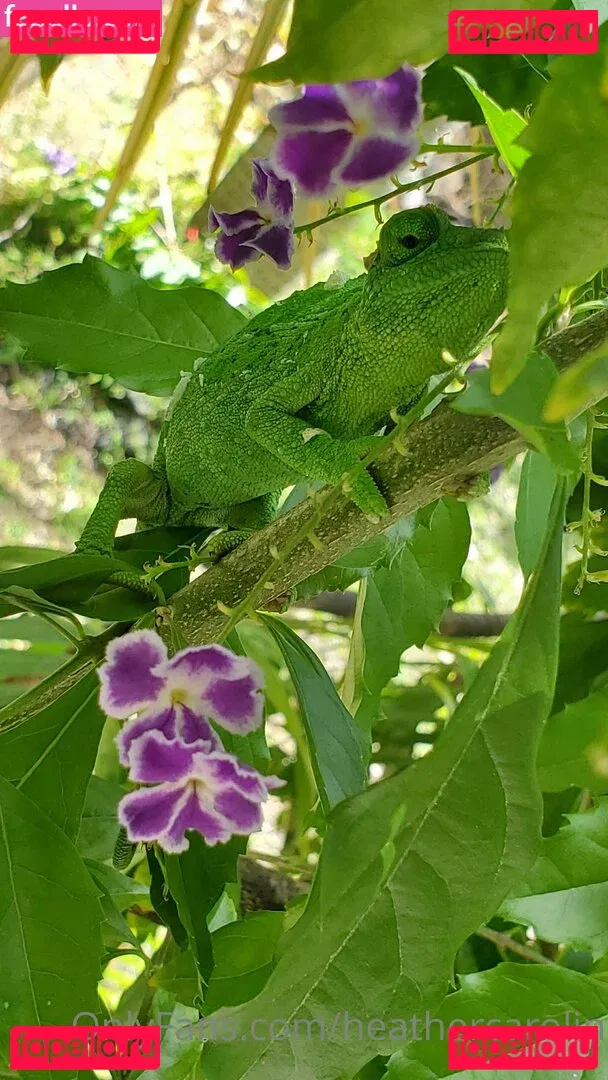 heathercarolin Onlyfans Photo Gallery 