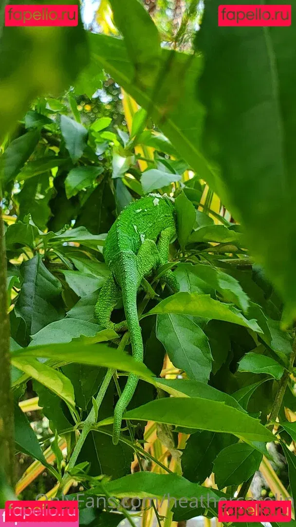 heathercarolin Onlyfans Photo Gallery 