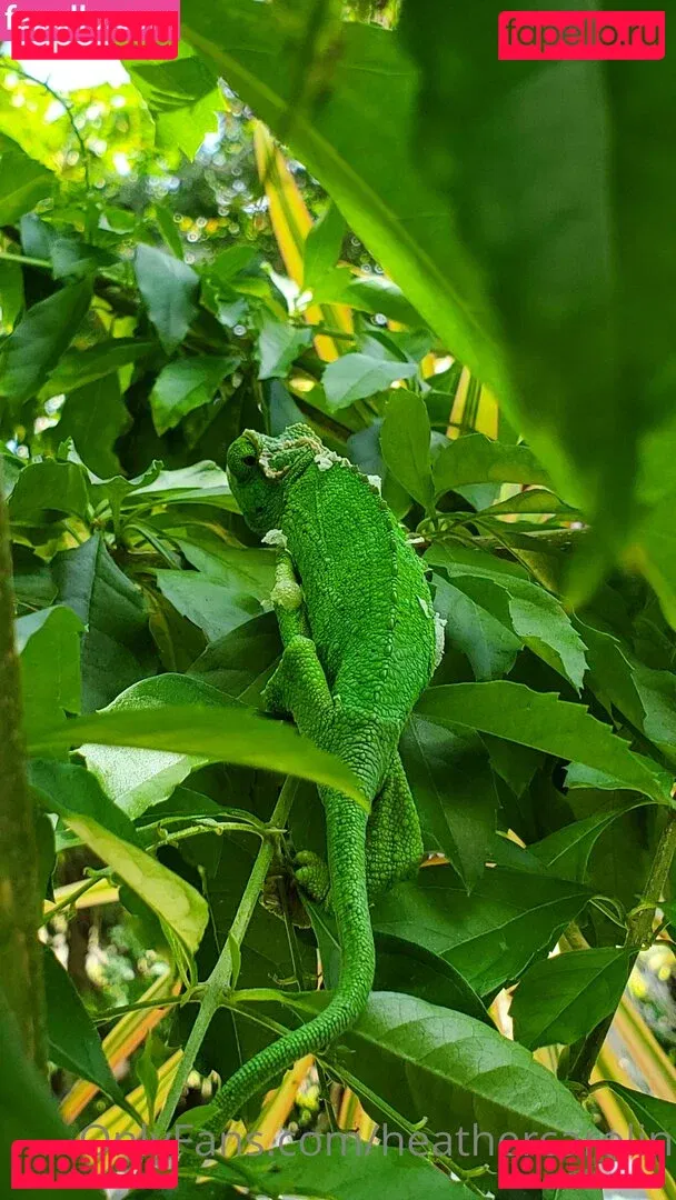 heathercarolin Onlyfans Photo Gallery 