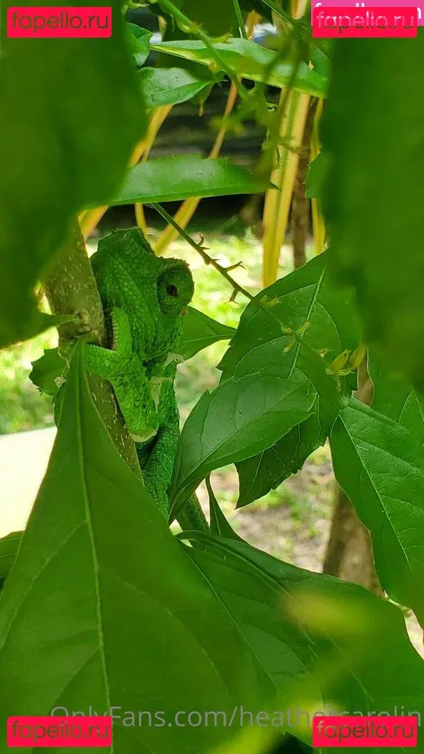 heathercarolin Onlyfans Photo Gallery 