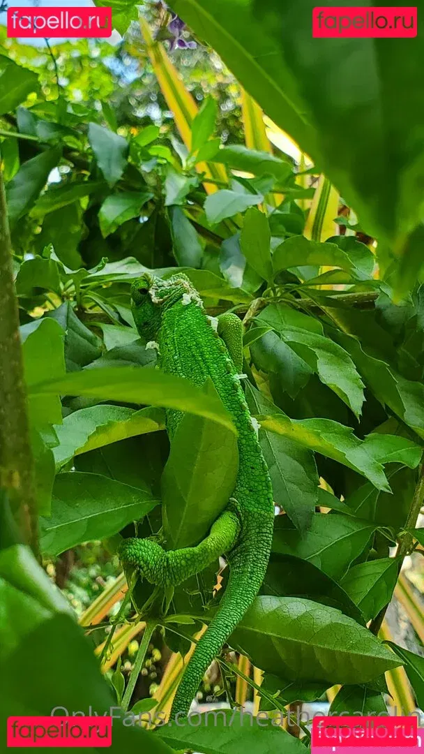 heathercarolin Onlyfans Photo Gallery 