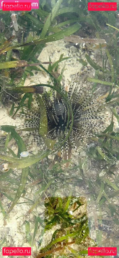 Lionrynn Onlyfans Photo Gallery 