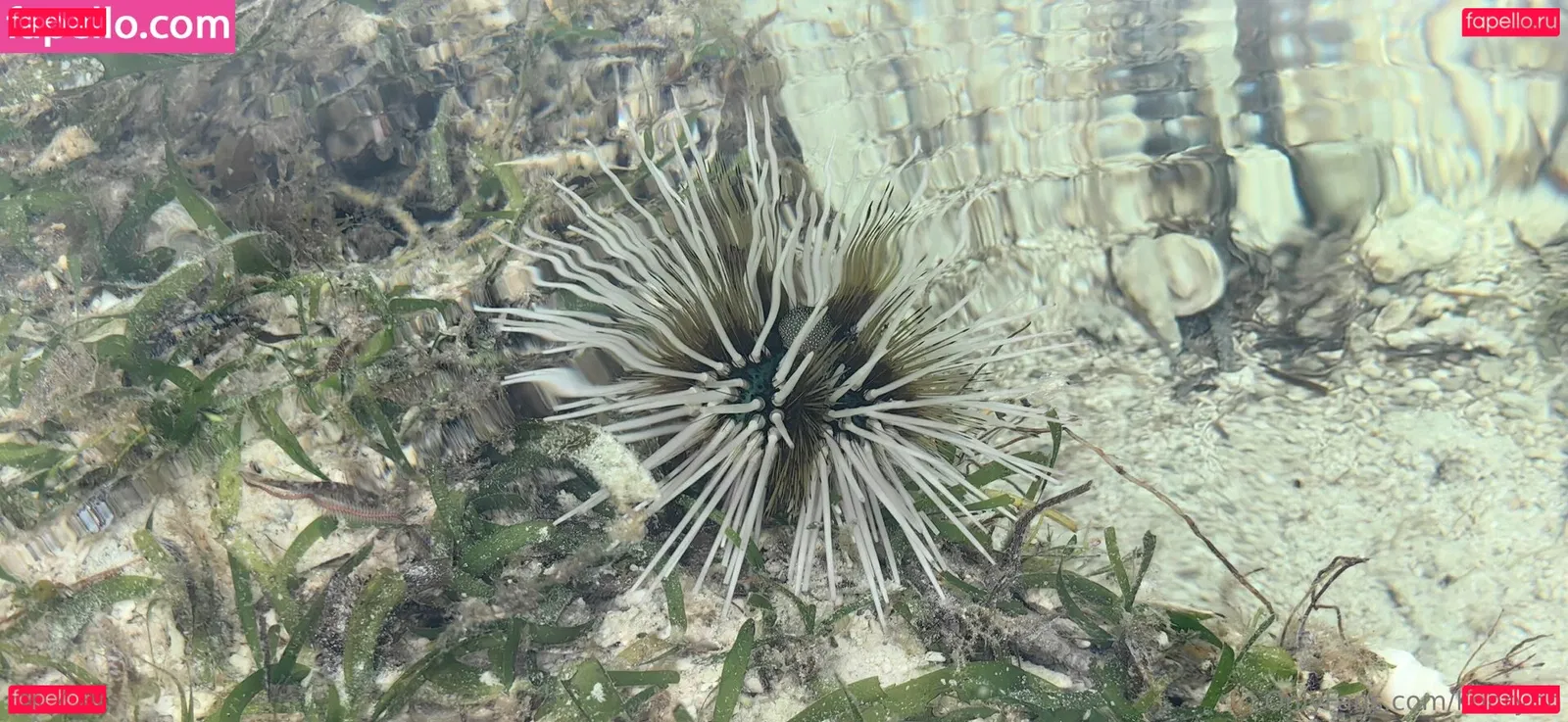 Lionrynn Onlyfans Photo Gallery 