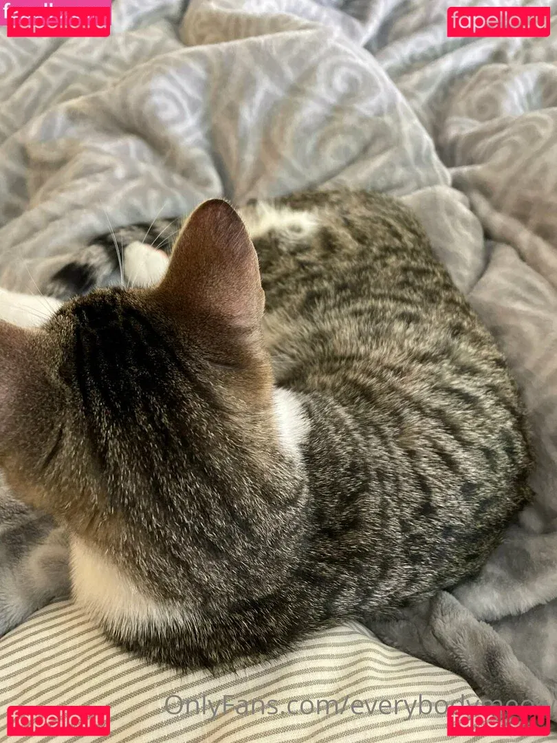 everybodymeow Onlyfans Photo Gallery 