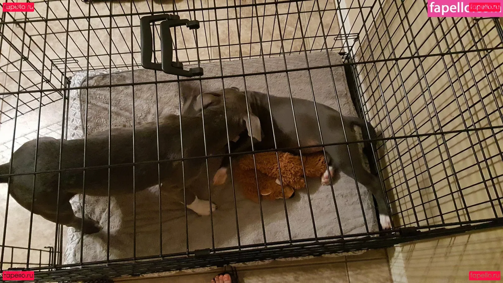 Oxlemon Onlyfans Photo Gallery 