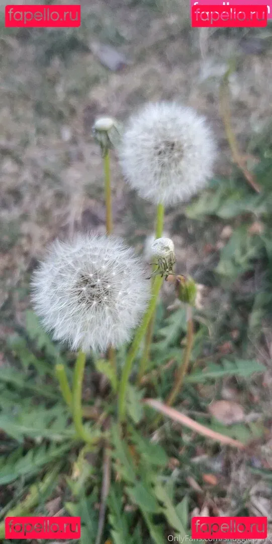 SnugglePunk Onlyfans Photo Gallery 