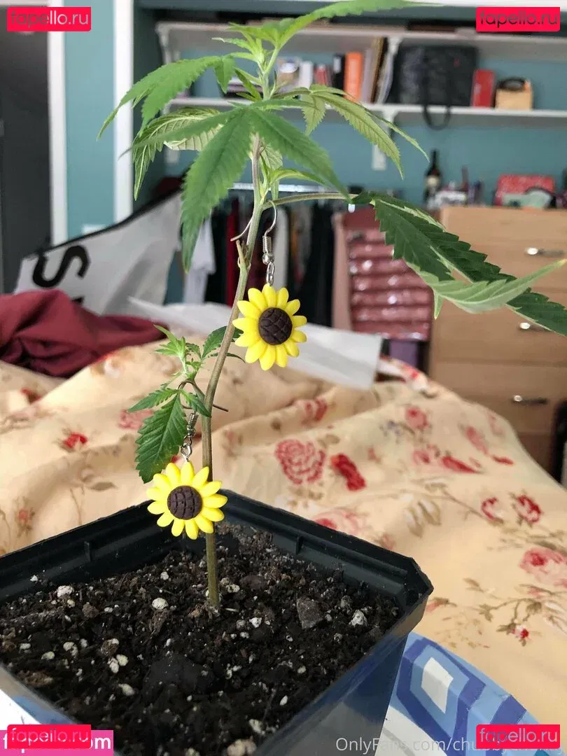 chubbychunky Onlyfans Photo Gallery 