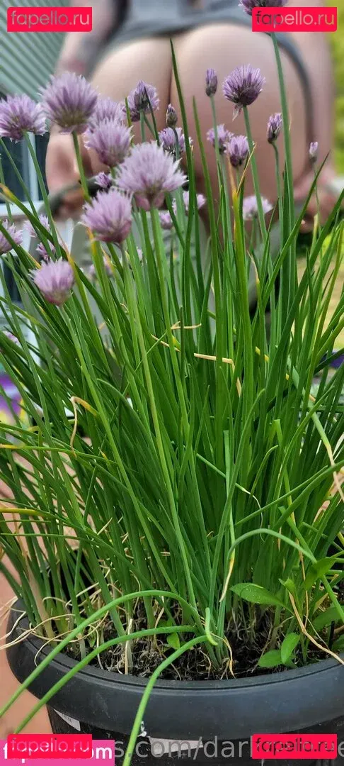 darkreifree Onlyfans Photo Gallery 