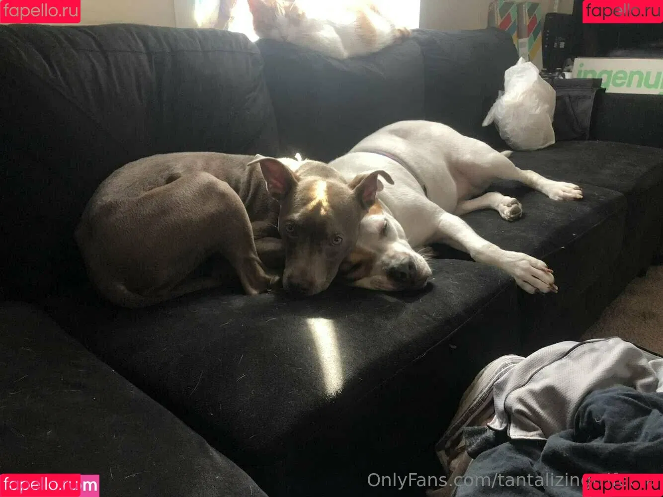 tantalizingtrifecta Onlyfans Photo Gallery 