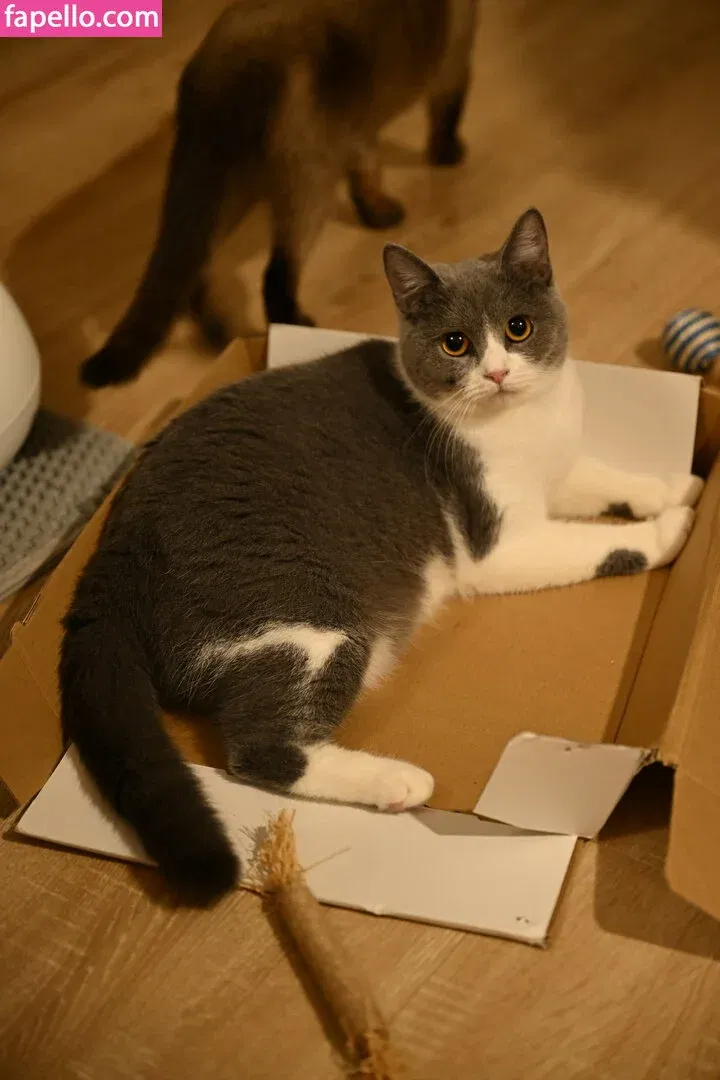 sren244 Onlyfans Photo Gallery 