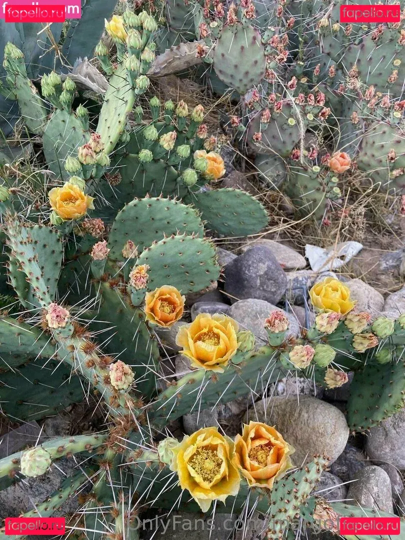 margofieldsx Onlyfans Photo Gallery 